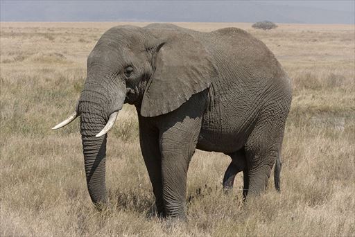 1024px-Serengeti_Elefantenbulle_R.jpg