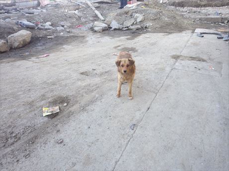理塘：肉まん食べてたら犬に狙われた_R