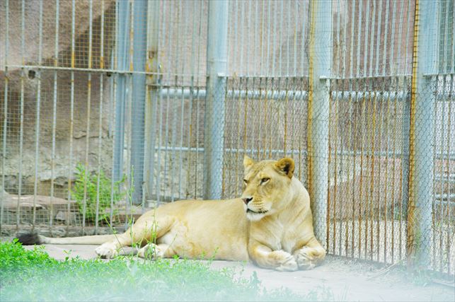 アルマトイの動物園 (1)_R