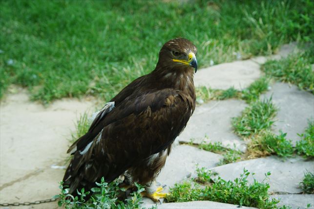 アルマトイの動物園 (8)_R