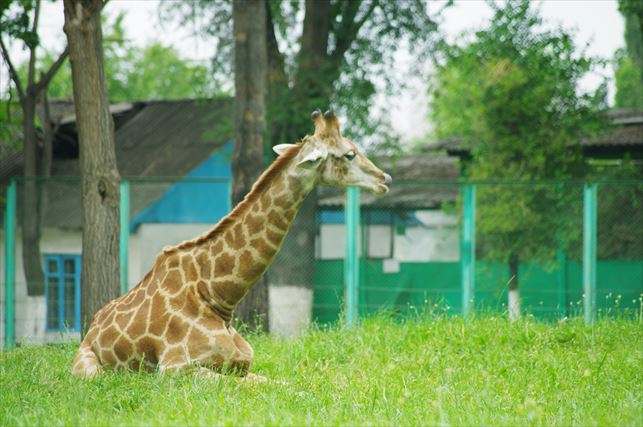 アルマトイの動物園 (17)_R