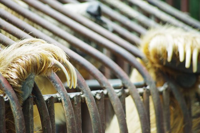 アルマトイの動物園 (38)_R