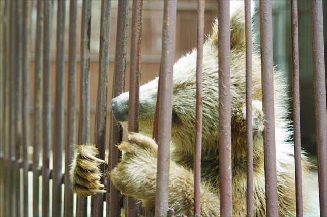 アルマトイの動物園 (45)_R