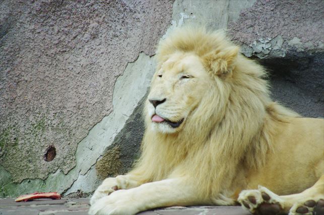 アルマトイの動物園 (69)_R