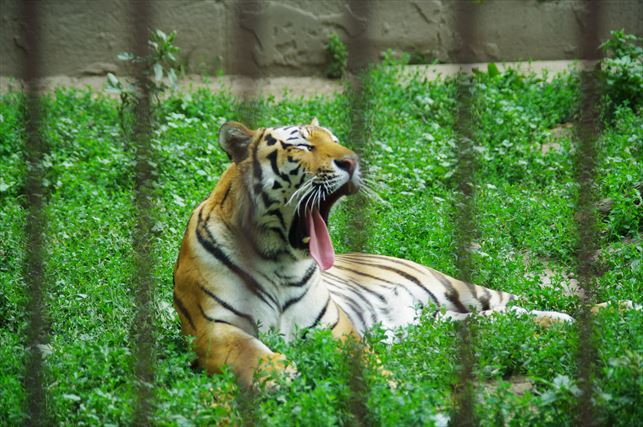 アルマトイの動物園 (77)_R