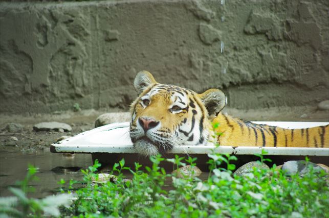 アルマトイの動物園 (82)_R