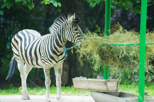 アルマトゥイの動物園 (7)