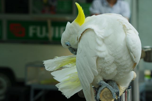 アルマトゥイの動物園 (5)