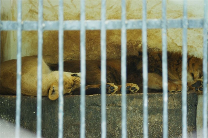 ドゥシャンベ動物園 (3)_R