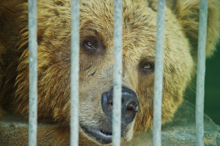 ドゥシャンベ動物園 (5)_R