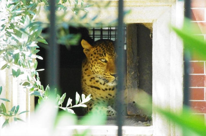 バクー動物園 (8)
