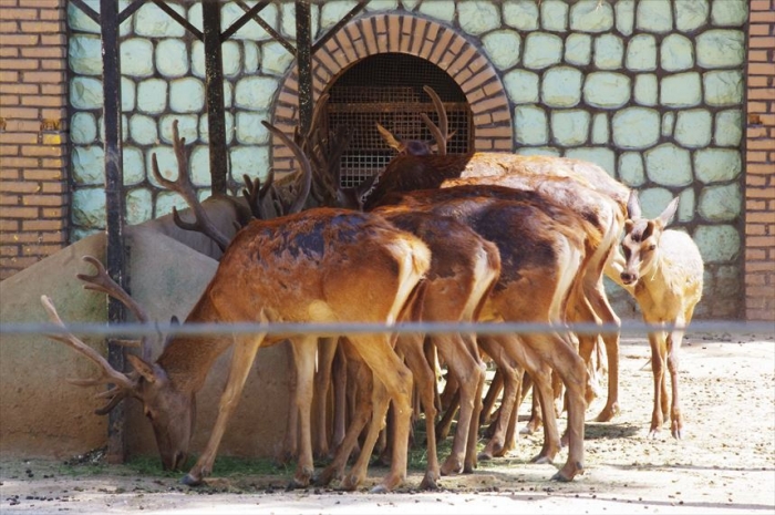 テヘラン動物園 (13)