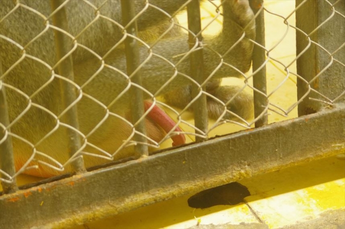 ソフィア動物園 (122)