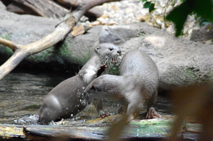 プラハ動物園 (8)_R
