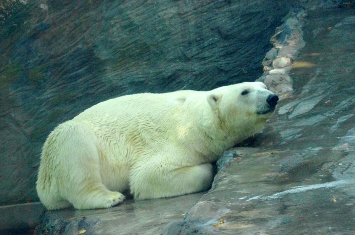 プラハ動物園 (20)_R