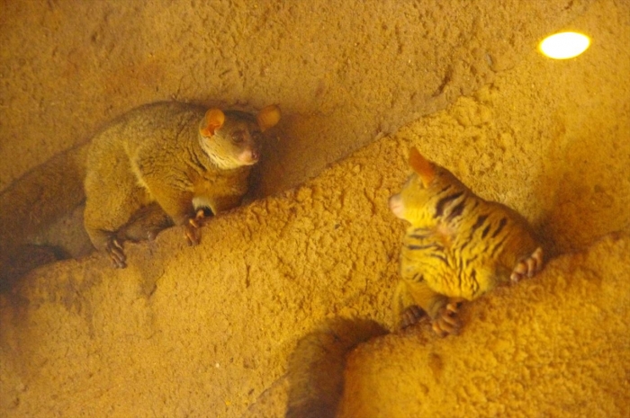プラハ動物園 (34)_R