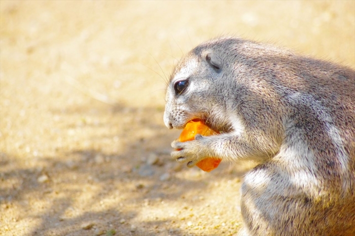 プラハ動物園 (40)_R