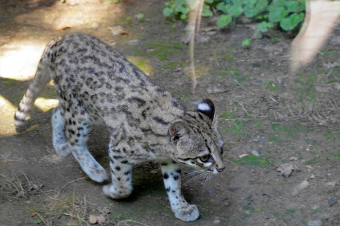 プラハ動物園 (46)_R