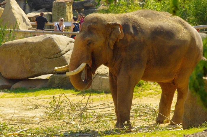 プラハ動物園 (61)_R