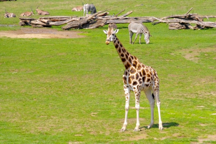 プラハ動物園 (76)_R
