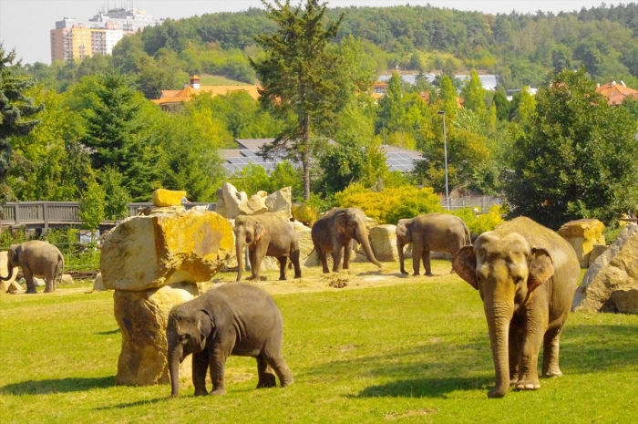 プラハ動物園 (71)_R