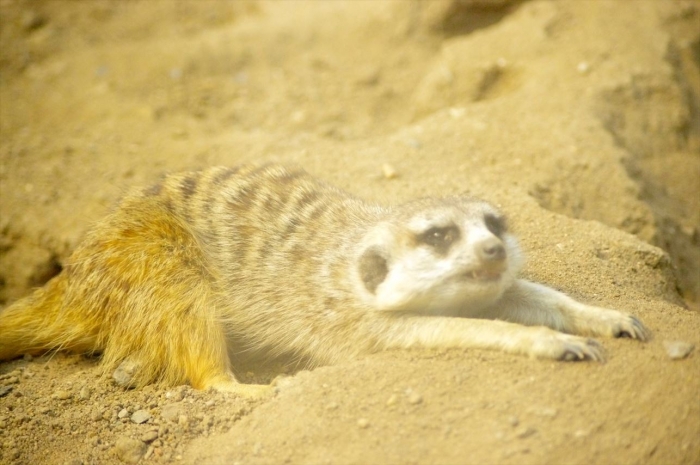 プラハ動物園 (85)_R