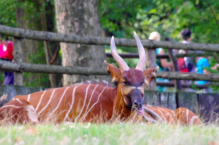 プラハ動物園 (90)_R
