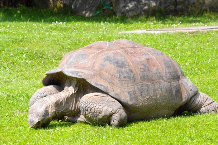 プラハ動物園 (105)_R