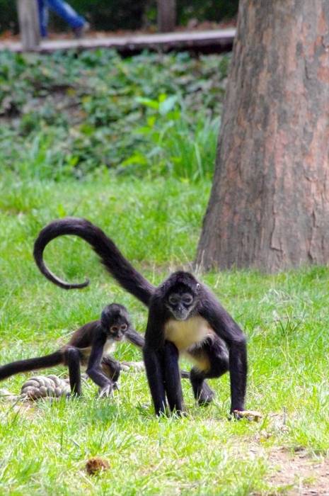 プラハ動物園 (107)_R