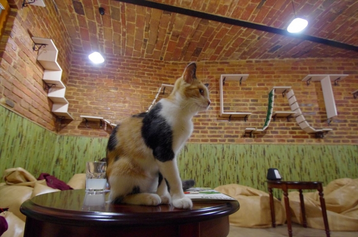 リヴィウの猫カフェ (5)