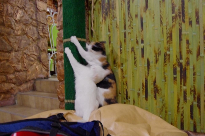 リヴィウの猫カフェ (14)