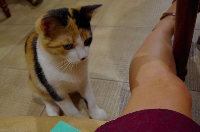 リヴィウの猫カフェ (19)