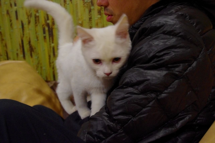 リヴィウの猫カフェ (25)