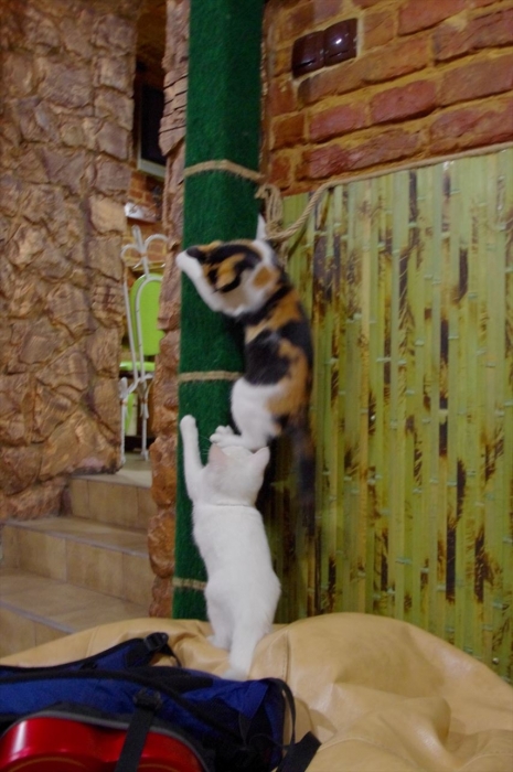 リヴィウの猫カフェ (15)