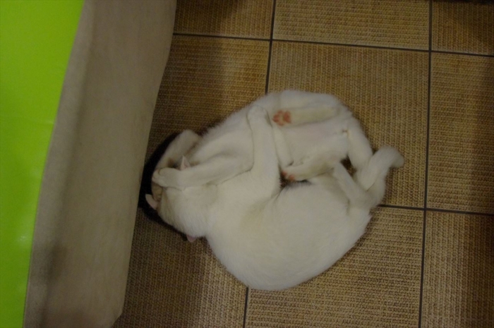 リヴィウの猫カフェ (39)
