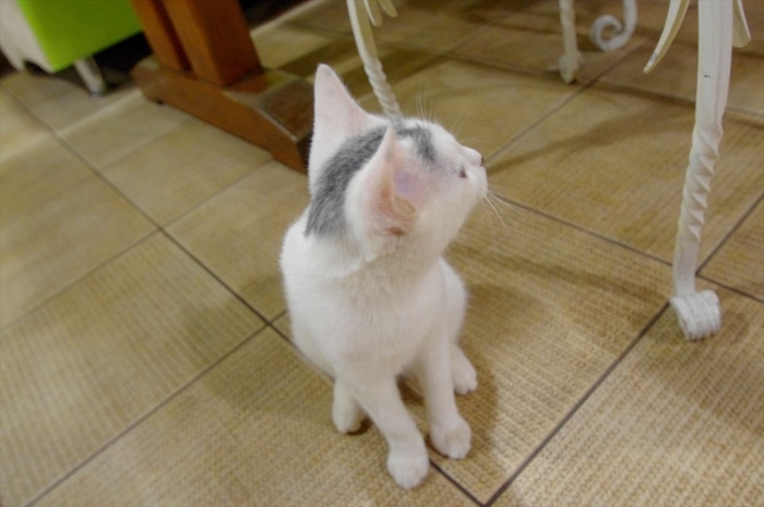 リヴィウの猫カフェ (34)