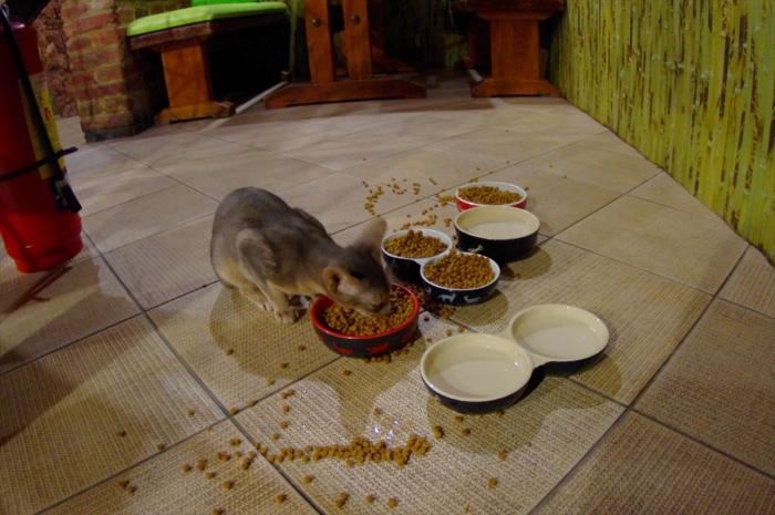 リヴィウの猫カフェ (50)