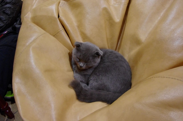 リヴィウの猫カフェ (52)