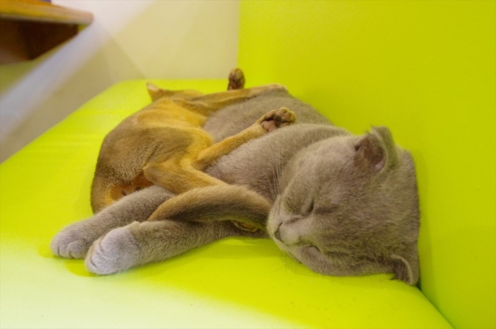 リヴィウの猫カフェ (58)