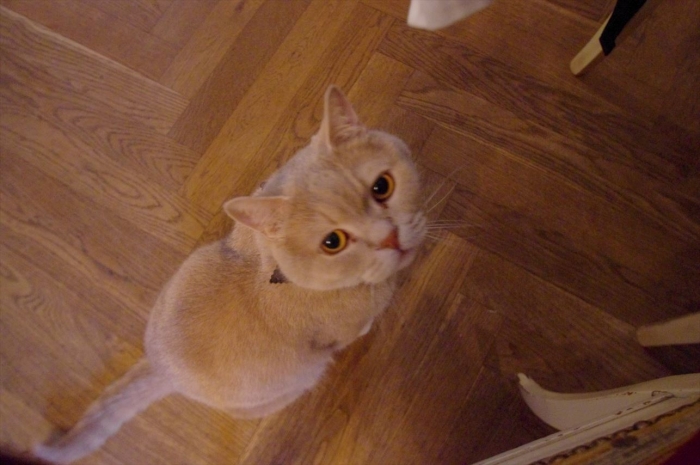 猫のいるカフェ (24)