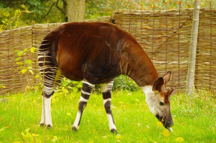 ロンドン動物園オカピ― (3)