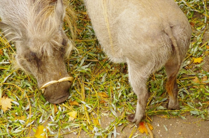 ロンドン動物園イボイノシシ (5)
