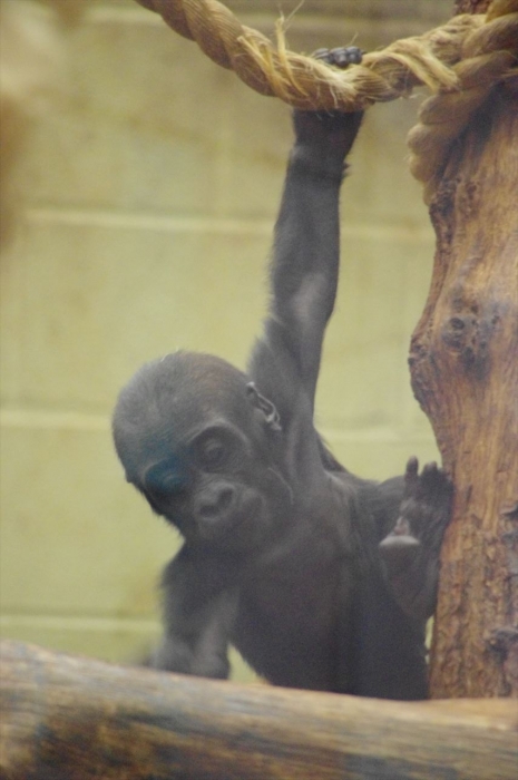ロンドン動物園ゴリラ (1)