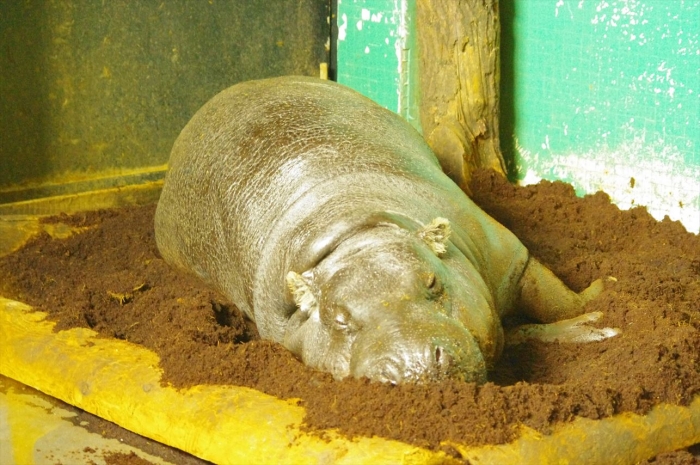 ロンドン動物園こかば (1)