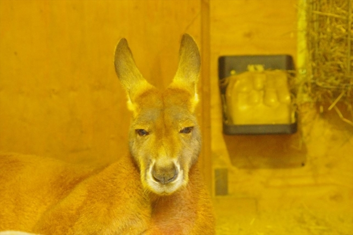 ロンドン動物園カンガルー (2)
