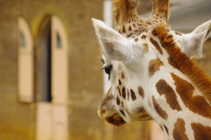 ロンドン動物園きりん (5)