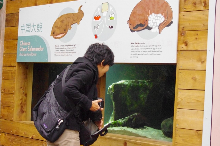 ロンドン動物園サンショウウオ (3)
