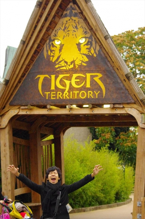 ロンドン動物園タイガー (3)