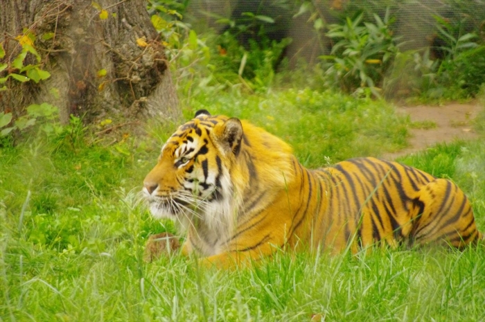 ロンドン動物園タイガー (8)