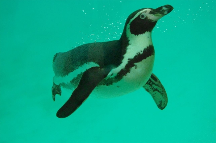 ロンドン動物園ペンギン (5)